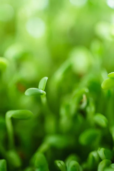 신선한 녹색 새싹 필드 — 스톡 사진