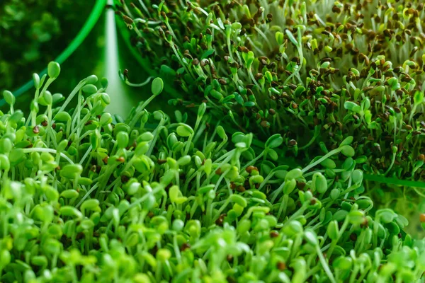 Φρέσκο πράσινο βλαστάρι πεδίο — Φωτογραφία Αρχείου