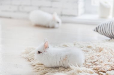 sevimli küçük tavşan