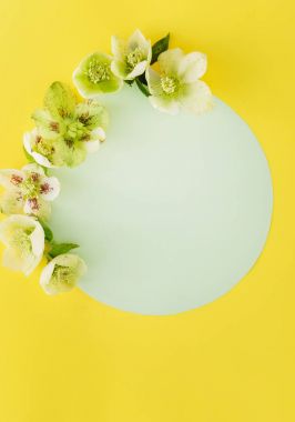 Yumuşak bahar çiçekleri