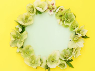 Yumuşak bahar çiçekleri