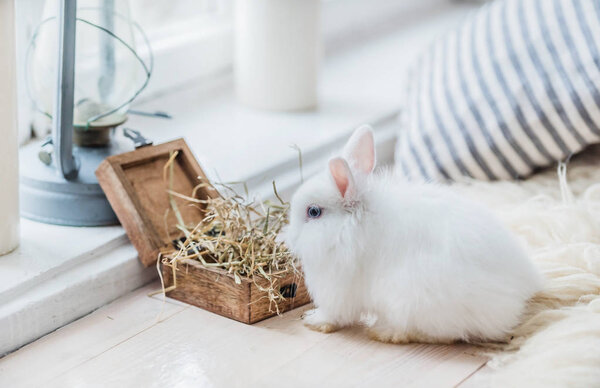 Cute little rabbits