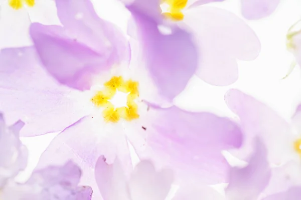 Lila blommor bakgrund — Stockfoto