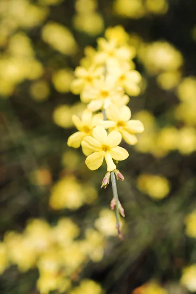 Tendre printemps fleurs — Photo