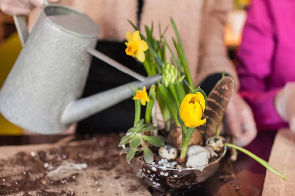 Gardener planting spring flower — Stock Image Gardener planting spring flower Stock Photo