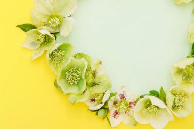 Yumuşak bahar çiçekleri