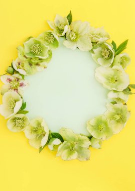 Yumuşak bahar çiçekleri