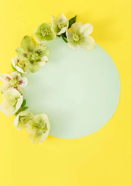 Flores de primavera macias — Fotografia de Stock