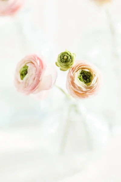 Flores de primavera macias — Fotografia de Stock