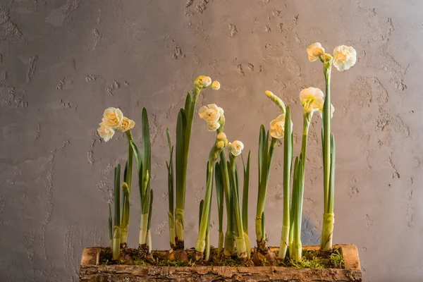 Flores frescas da primavera — Fotografia de Stock