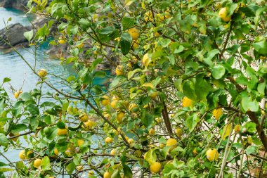 Güzel limon ağacı 
