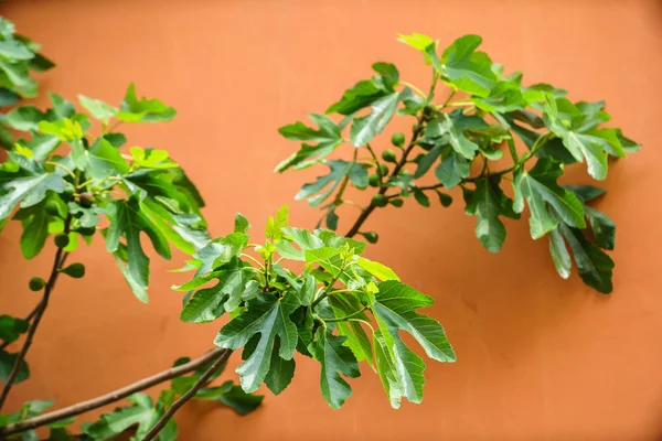 Feigenbaum mit Beeren — Stockfoto