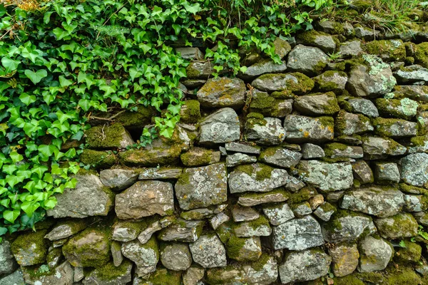 Borostyán levelek a kőfal — Stock Fotó