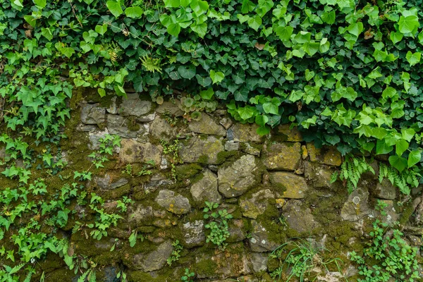 Listy břečťanu na kamenné zdi — Stock fotografie