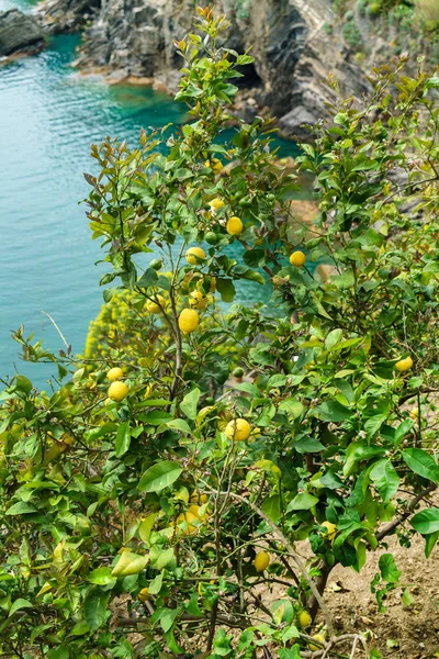 Bellissimo albero di limone — Foto Stock