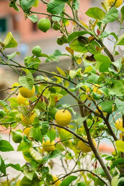 Schöner Zitronenbaum — Stockfoto