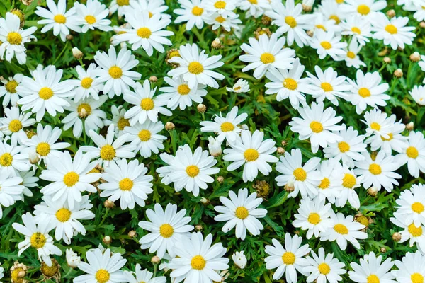 Sommarblommor på fältet — Stockfoto