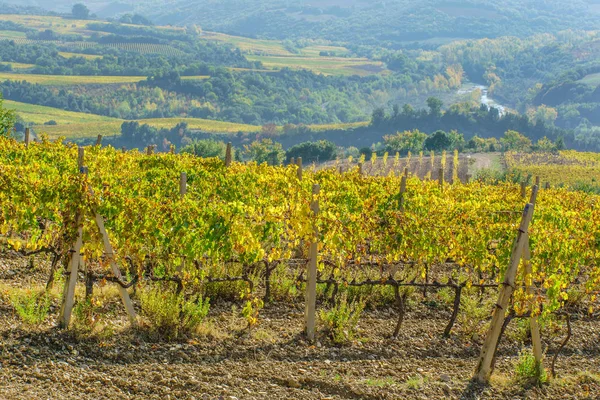 Vigneto autunnale al mattino — Foto Stock