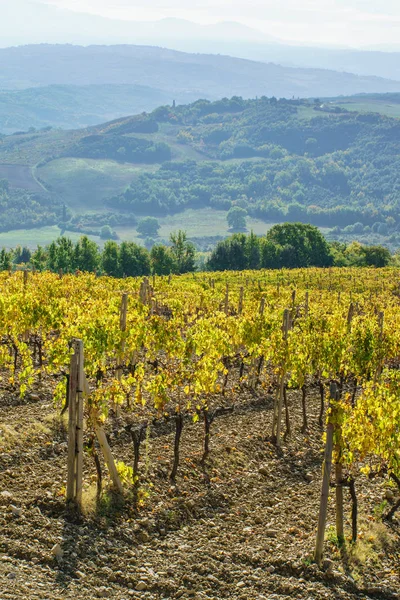 Autumn vineyard in morning — Stock Photo, Image