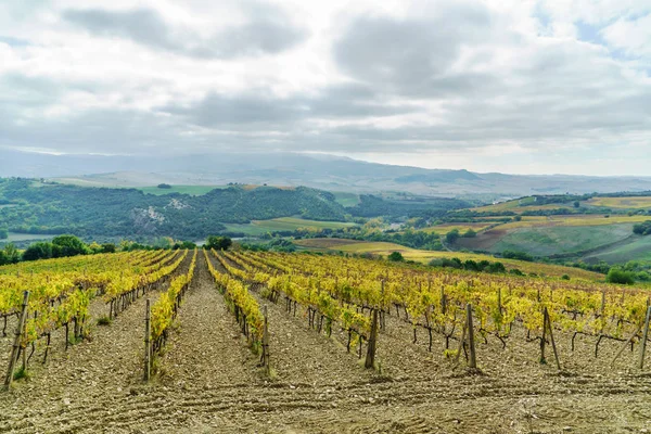 Vigneto autunnale al mattino — Foto Stock