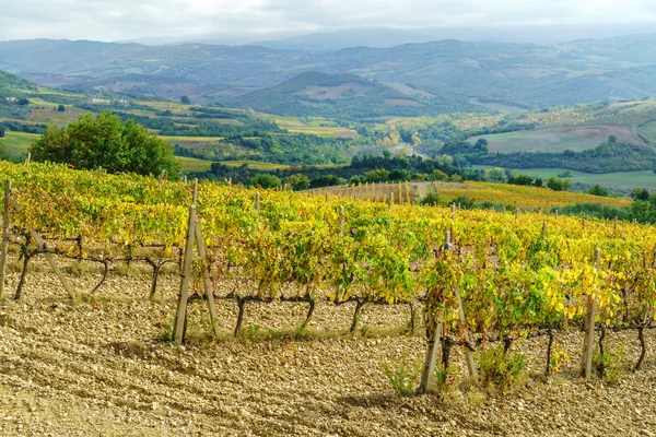 Autumn vineyard in morning — Stock Photo, Image