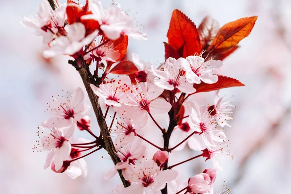 Arbre printanier en fleurs — Photo