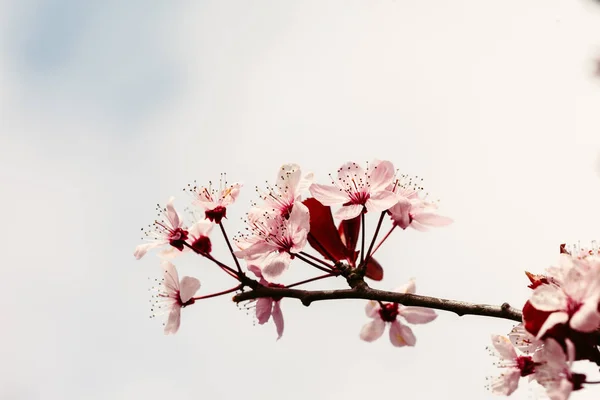 Kukkiva jousipuu — kuvapankkivalokuva