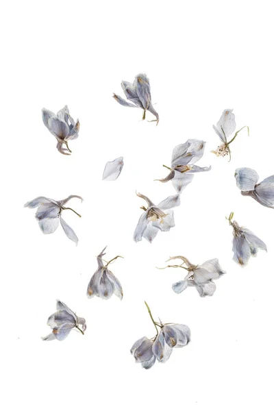 Torra blå orkidé blommor — Stockfoto
