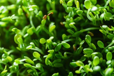 Genç microgreen alan