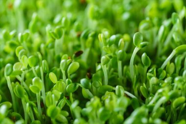Genç microgreen alan