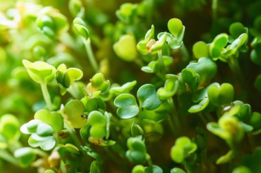 Genç microgreen alan