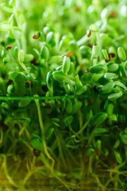 Genç microgreen alan