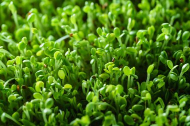 Genç microgreen alan