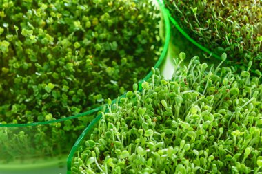 Genç microgreen alan