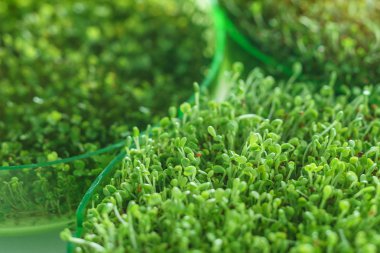 Genç microgreen alan