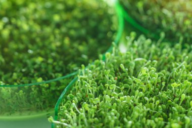 Genç microgreen alan