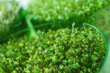 Genç microgreen alan