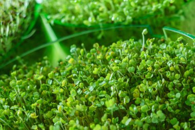Genç microgreen alan