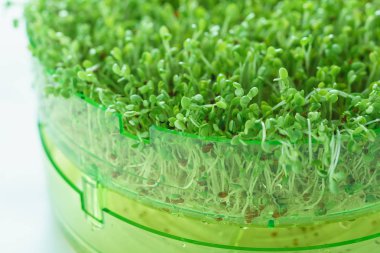 Genç microgreen alan