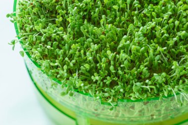 Genç microgreen alan