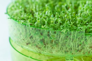 Genç microgreen alan