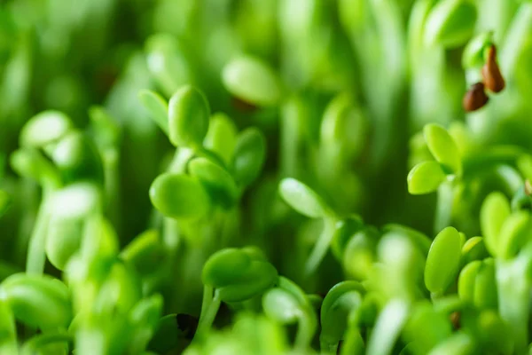 Young microgreen field — Stock Photo, Image