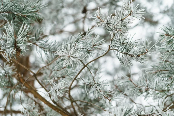 Winter forest planten — Stockfoto