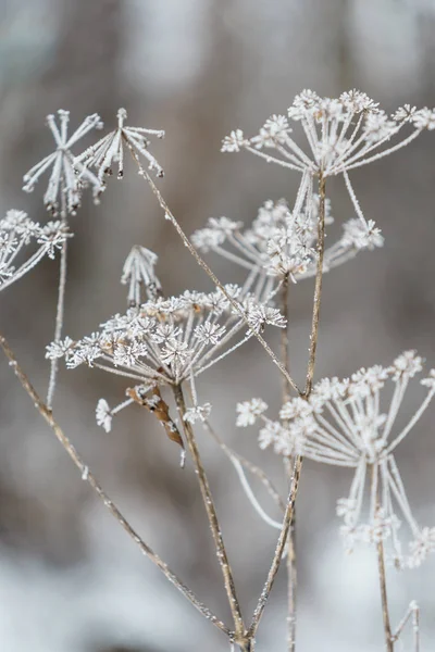 Winter forest planten — Stockfoto