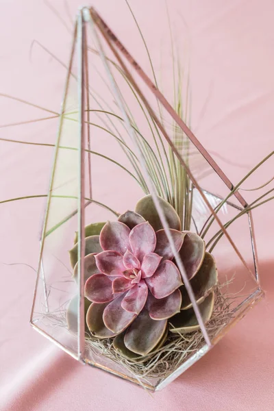 Terrarium med saftiga växter — Stockfoto
