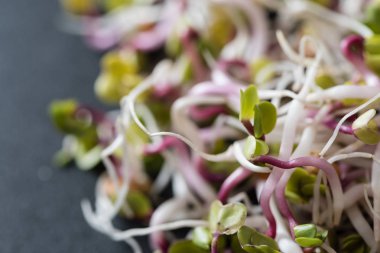 taze küçük lahanası