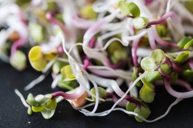 taze küçük lahanası