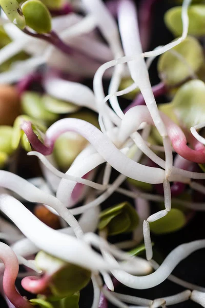 Fresh little sprouts — Stock Photo, Image