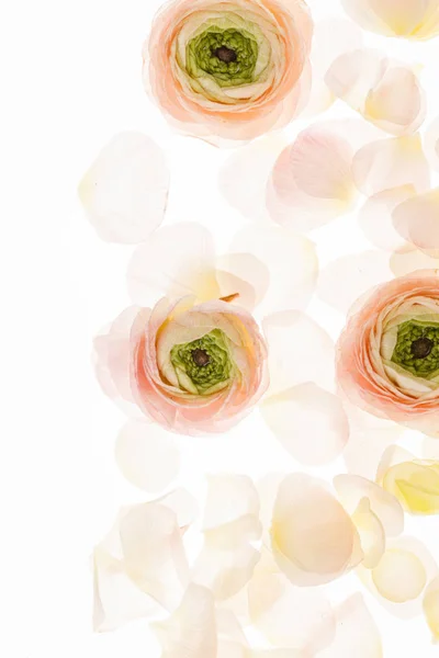 Pastel ranunculus flowers — Stock Photo, Image