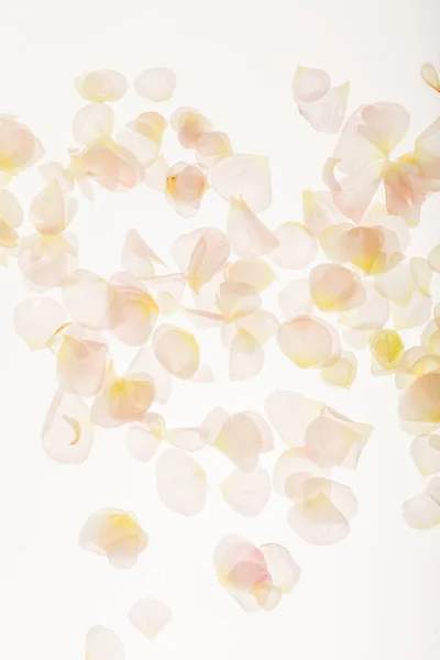 Texture petali teneri — Foto Stock